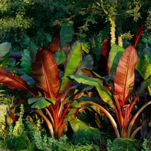 Red Abyssinian Banana (Ensete Maurelii) Live Plant 5-9