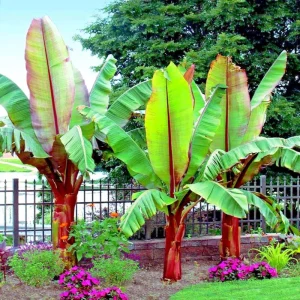 Red Abyssinian Banana (Ensete Maurelii) Live Plant 5-9" Tall - Giant Red Leaf, Fast Growing Tropical Tree for Indoor/Outdoor - Image 1
