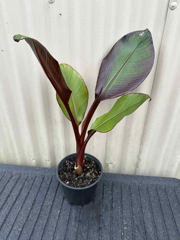 Red Abyssinian Banana Live Plant (Ensete Maurelii) 5-9" Tall - Giant Red Leaf Tropical Ornamental Tree - Image 2