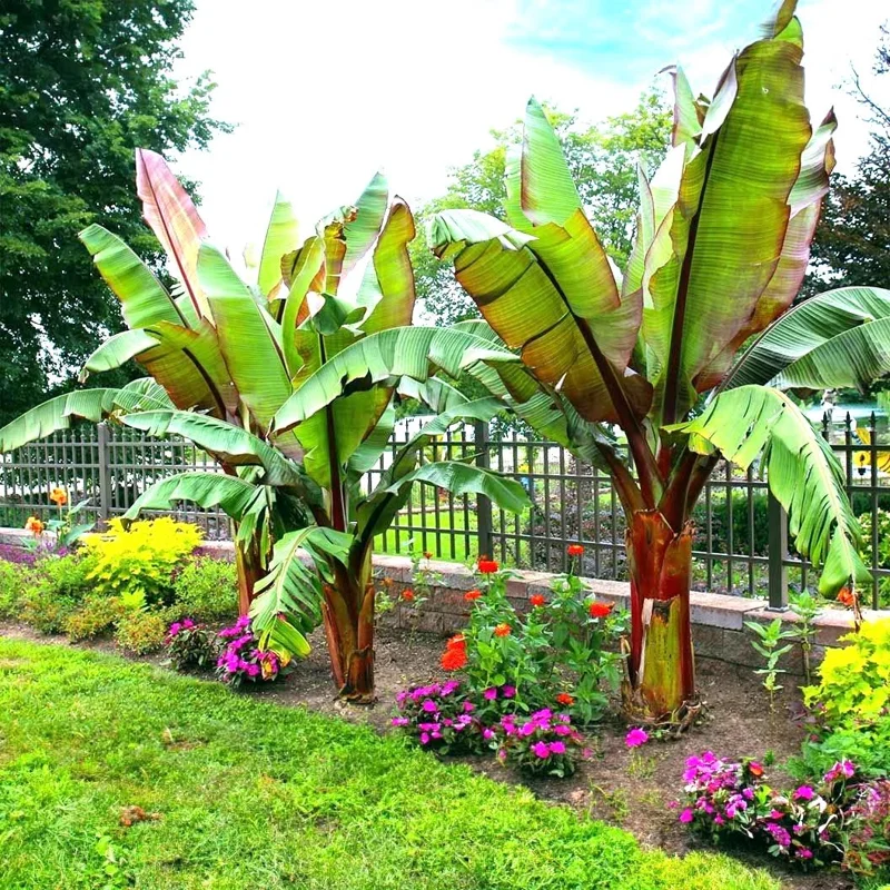 Red Abyssinian Banana Live Plant (Ensete Maurelii) 5-9" Tall - Giant Red Leaf Tropical Ornamental Tree - Image 3