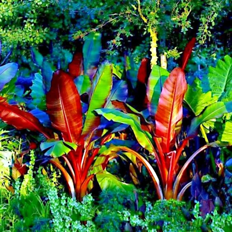 Red Abyssinian Banana Live Plant (Ensete Maurelii) 5-9" Tall - Giant Red Leaf Tropical Ornamental Tree - Image 4