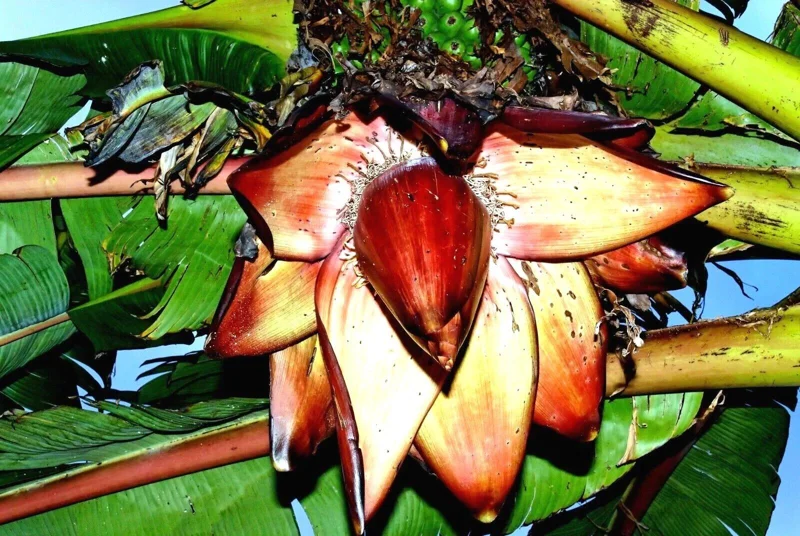 Red Abyssinian Banana Live Plant (Ensete Maurelii) 5-9" Tall - Giant Red Leaf Tropical Ornamental Tree - Image 5