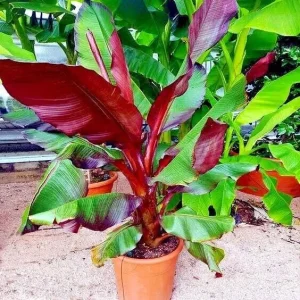 Red Abyssinian Banana Live Plant (Ensete Maurelii) 5-9