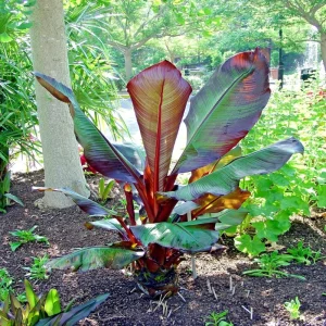 Red Abyssinian Banana Live Plant (Ensete Maurelii) 5-9