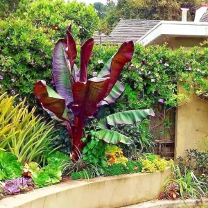 Red Abyssinian Banana Live Plant (Ensete Maurelii) 5-9