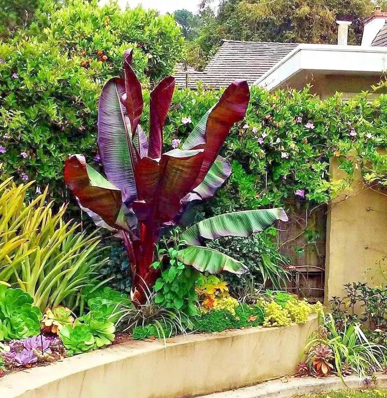 Red Abyssinian Banana Live Plant (Ensete Maurelii) 5-9" Tall - Giant Red Leaf Tropical Ornamental Tree - Image 8