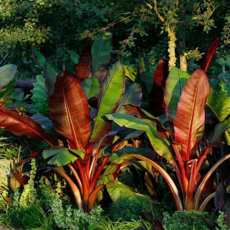 Red Abyssinian Banana Live Plant (Ensete Maurelii) 5-9" Tall - Giant Red Leaf Tropical Ornamental Tree - Image 9