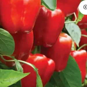 Red Beauty Bell Pepper Live Plant, Sweet, Lot of 3, 4-8 inches, Outdoor - Image 1