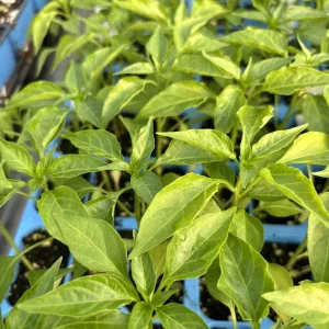 Red Cayenne Chili Live Plants - 3-Pack Super Hot Pepper, 75 Days Old, Outdoor - Image 1