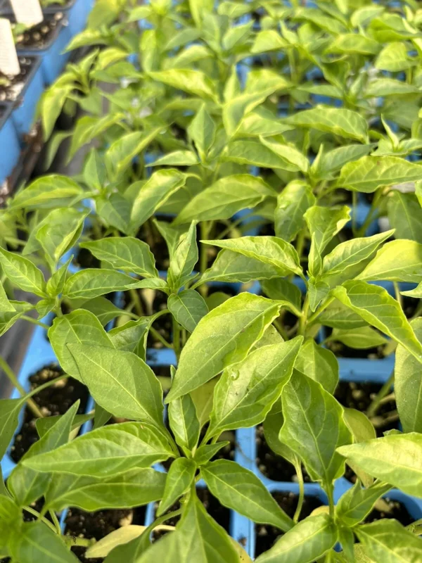 Red Cayenne Chili Live Plants - 3-Pack Super Hot Pepper, 75 Days Old, Outdoor - Image 1