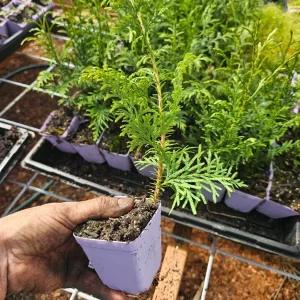 Red Cedar Live Plant – Evergreen Conifer Tree in 3 inch Pot – Outdoor - Image 1