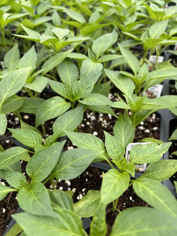 RED CHERRY HOT CHERRY BOMB CHILI LOT OF 3 Super Hot Pepper LIVE PLANTS - Image 2