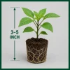 RED CHERRY HOT CHERRY BOMB CHILI LOT OF 3 Super Hot Pepper LIVE PLANTS - Image 1