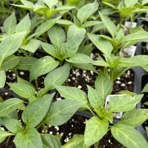 Red Cherry Hot Pepper Live Plants - Cherry Bomb Chili, 3 Pack, Super Hot - Image 1