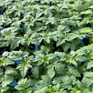 Red Cherry Tomato Live Plants - Lot of 4, 6-10 inches, Outdoor Vegetable - Image 1