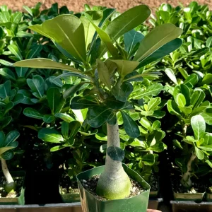 Red Desert Rose Live Plant - Adenium Obesum with Caudex in 4 inch Pot - Image 2
