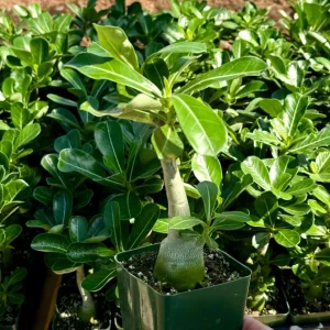 Red Desert Rose Live Plant - Adenium Obesum with Caudex in 4 inch Pot - Image 3