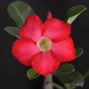 Red Desert Rose Live Plant - Adenium Obesum with Caudex in 4 inch Pot - Image 5