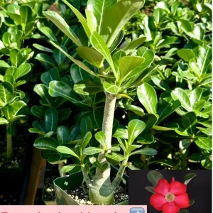 Red Desert Rose Live Plant - Adenium Obesum with Caudex in 4 inch Pot - Image 6