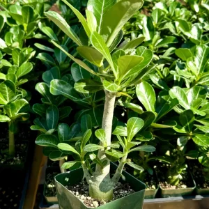 Red Desert Rose Live Plant - Adenium Obesum with Caudex in 4 inch Pot - Image 1