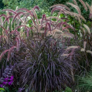 Red Fountain Grass Live Plant, Pennisetum setaceum Rubrum, 5-9" Tall, Pack of 2, Outdoor Ornamental Grass - Image 2