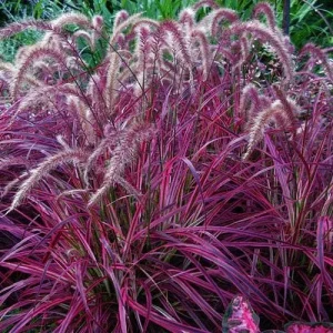 Red Fountain Grass Live Plant, Pennisetum setaceum Rubrum, 5-9