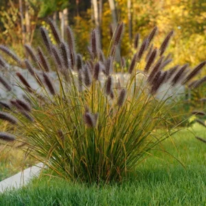 Red Fountain Grass Live Plant, Pennisetum setaceum Rubrum, 5-9" Tall, Pack of 2, Outdoor Ornamental Grass - Image 1