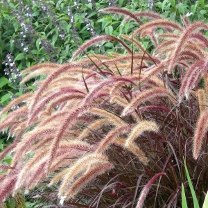 Red Fountain Grass Live Plant, Pennisetum setaceum Rubrum, 5-9