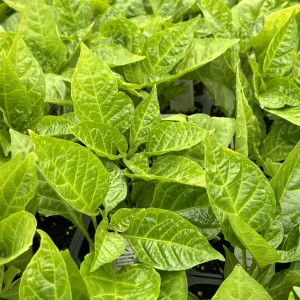 Red Ghost Bhut Jolokia Live Plants - 3 Pack, Super Hot Pepper, 75+ Day Old - Image 2