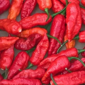 Red Ghost Bhut Jolokia Live Plants - 3 Pack, Super Hot Pepper, 75+ Day Old - Image 3
