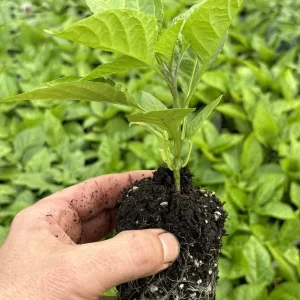 Red Ghost Bhut Jolokia Live Plants - 3 Pack, Super Hot Pepper, 75+ Day Old - Image 4