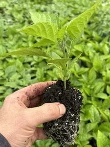 Red Ghost Bhut Jolokia Live Plants - 3 Pack, Super Hot Pepper, 75+ Day Old - Image 1