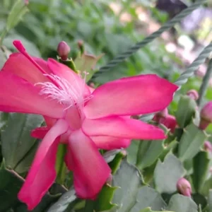 Red Glow Christmas Cactus Live Plant – 2 Plants in 3-inch Pot – Schlumbergera Truncata – Indoor - Image 2