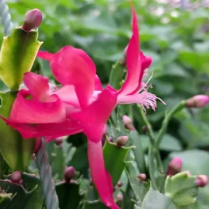 Red Glow Christmas Cactus Live Plant – 2 Plants in 3-inch Pot – Schlumbergera Truncata – Indoor - Image 1