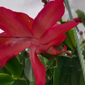 Red Glow Christmas Cactus Live Plant – 2 Plants in 3-inch Pot – Schlumbergera Truncata – Indoor - Image 3