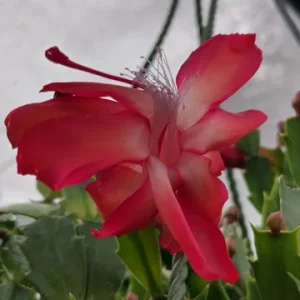 Red Glow Christmas Cactus Live Plant – 2 Plants in 3-inch Pot – Schlumbergera Truncata – Indoor - Image 5