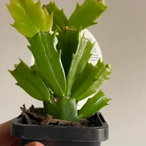 Red Glow Christmas Cactus Live Plant – 2 Plants in 3-inch Pot – Schlumbergera Truncata – Indoor - Image 8