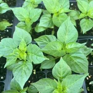Red Habanero Live Plants, 3 Pack - Super Hot Pepper for Culinary Use - Image 2