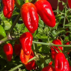 Red Habanero Live Plants, 3 Pack - Super Hot Pepper for Culinary Use - Image 1
