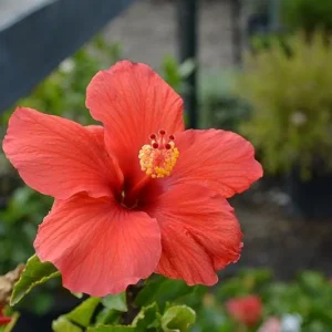 Red Hibiscus Live Plant 5-9 inch - Pack of 2 Tropical Rosa-Sinensis for Outdoor Gardens - Image 2