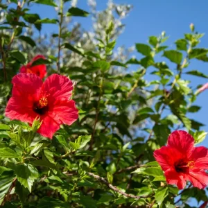 Red Hibiscus Live Plant 5-9 inch - Pack of 2 Tropical Rosa-Sinensis for Outdoor Gardens - Image 3