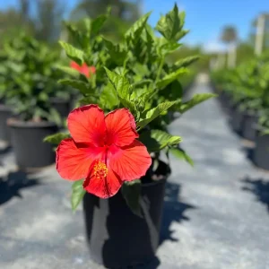 Red Hibiscus Live Plant 5-9 inch - Pack of 2 Tropical Rosa-Sinensis for Outdoor Gardens - Image 4