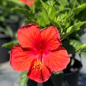 Red Hibiscus Live Plant 5-9 inch - Pack of 2 Tropical Rosa-Sinensis for Outdoor Gardens - Image 5