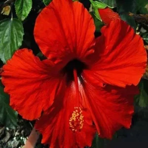 Red Hibiscus Live Plant 5-9 inch - Pack of 2 Tropical Rosa-Sinensis for Outdoor Gardens - Image 6