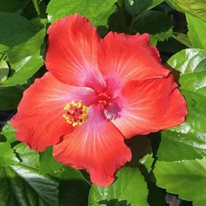 Red Hibiscus Live Plant 5-9 inch - Pack of 2 Tropical Rosa-Sinensis for Outdoor Gardens - Image 1