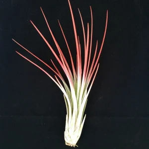 Red Juncea Air Plant - Tillandsia Live Plant, 4-7 inch, Indoor Decor - Image 1