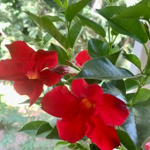 Red Mandevilla Live Plant - 10-20in Tall Vining Flower for Outdoor Gardens - Image 3
