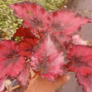 Red Robin Begonia Live Plant – 4-inch Tall Starter – Shade Loving Tropical Houseplant - Image 2