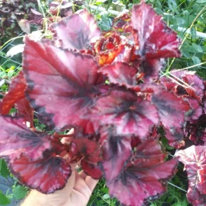 Red Robin Begonia Live Plant – 4-inch Tall Starter – Shade Loving Tropical Houseplant - Image 1