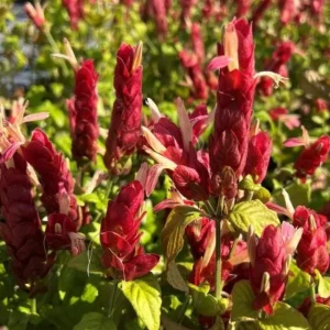 Red Shrimp Live Plant - Justicia brandegeeana - 3-6" Tall - Tropical Flowering Plant - Image 2